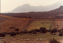 Landscape with sheep, Crete