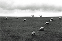 France Sheep on Hill