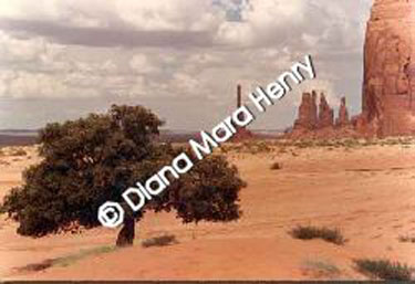 desert_tree.jpg