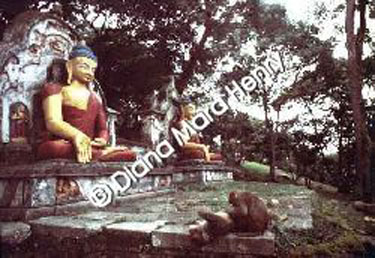 nepal_temple_monkeys.jpg